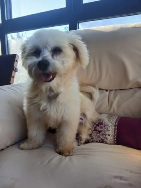 Flex, un tenero maltese