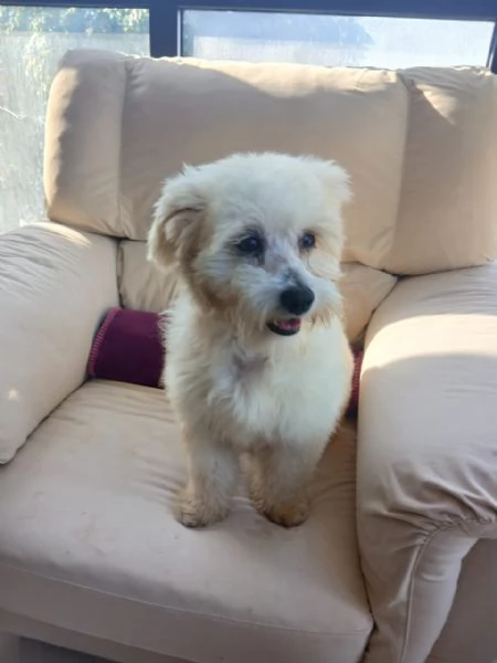 Flex, un tenero maltese | Foto 1