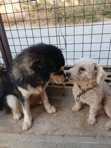 Lola, una piccola maltese | Foto 3