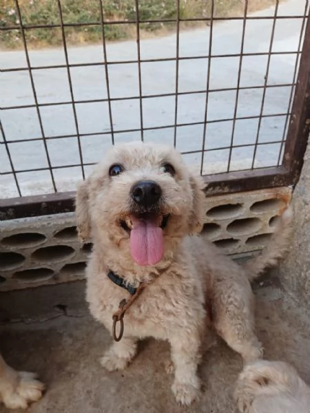 Lola, una piccola maltese