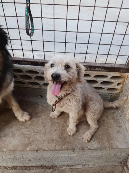 Lola, una piccola maltese | Foto 2