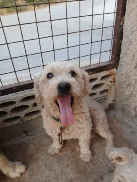 Lola, una piccola maltese | Foto 1