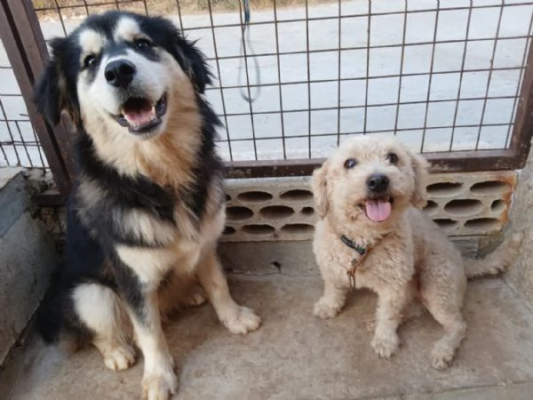 Lola, una piccola maltese | Foto 0