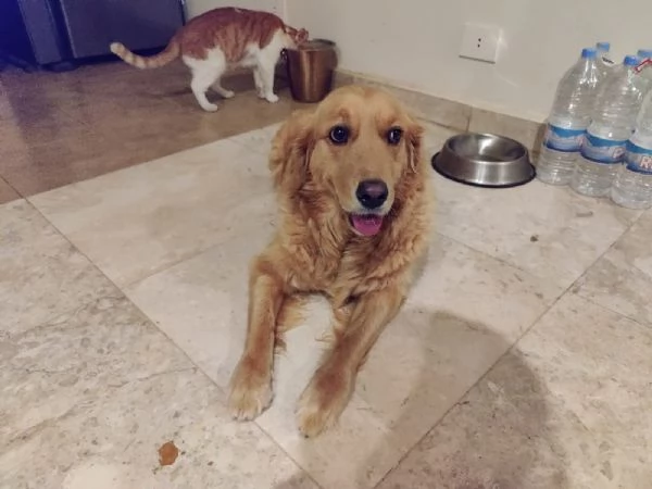 Stella, una meraviglia di Golden Retriever | Foto 4