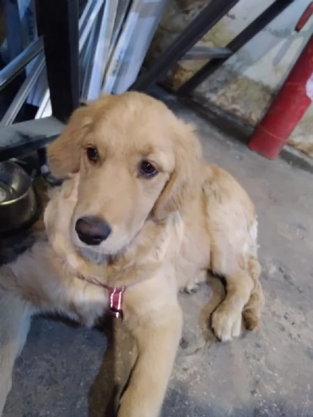 Stella, una meraviglia di Golden Retriever | Foto 3