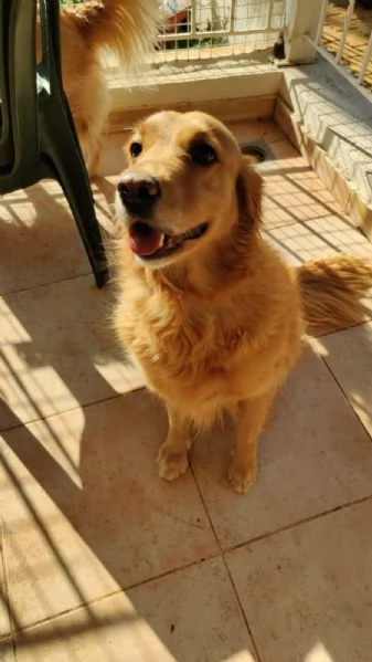 Stella, una meraviglia di Golden Retriever
