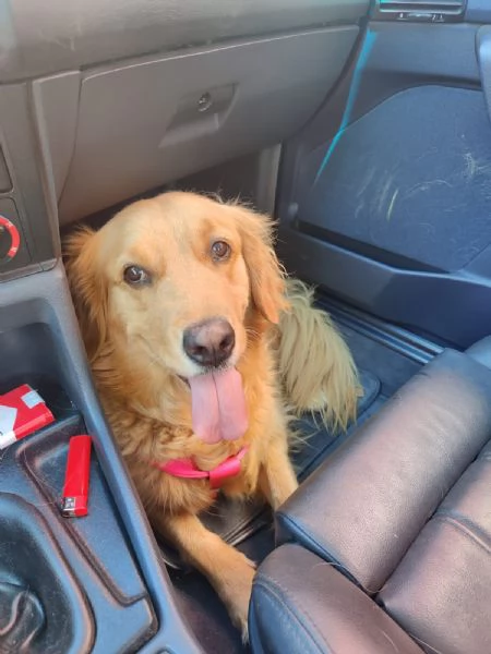 Stella, una meraviglia di Golden Retriever | Foto 2