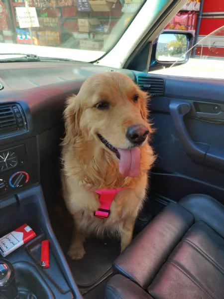 Stella, una meraviglia di Golden Retriever | Foto 1