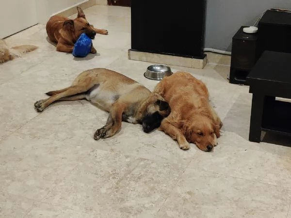 Stella, una meraviglia di Golden Retriever | Foto 0