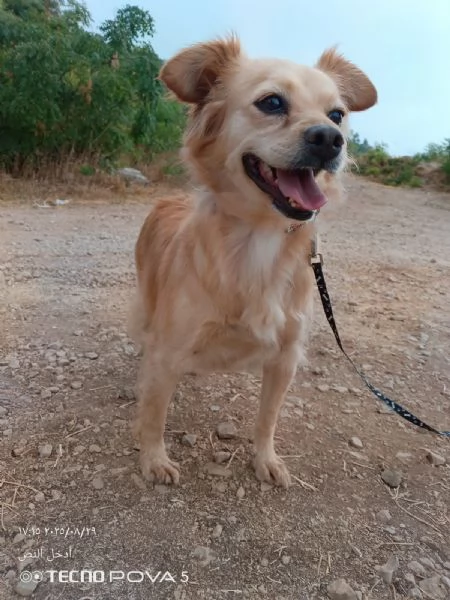 Najma, una dolce meticcia