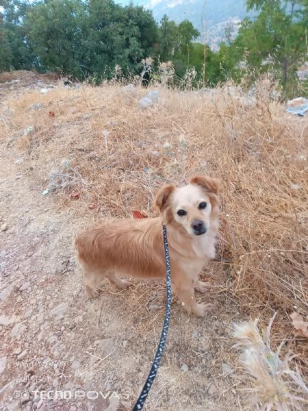 Najma, una dolce meticcia | Foto 5