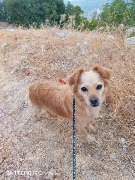 Najma, una dolce meticcia | Foto 3