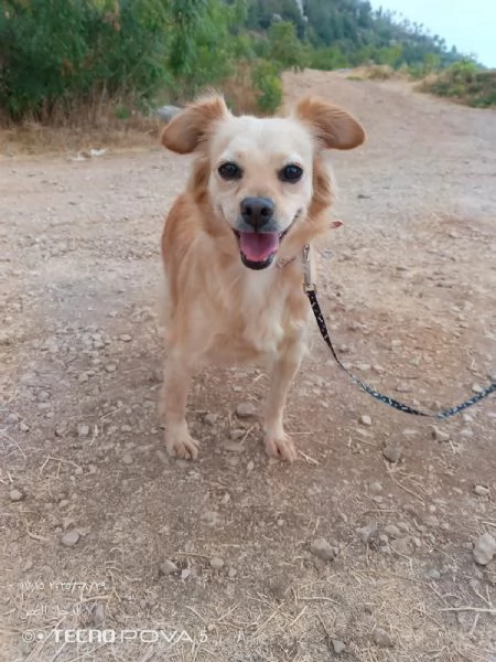 Najma, una dolce meticcia | Foto 2