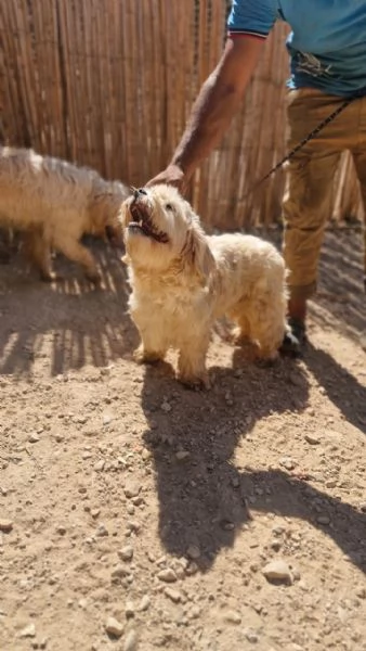 Snoopy, un tenero meticcio | Foto 4