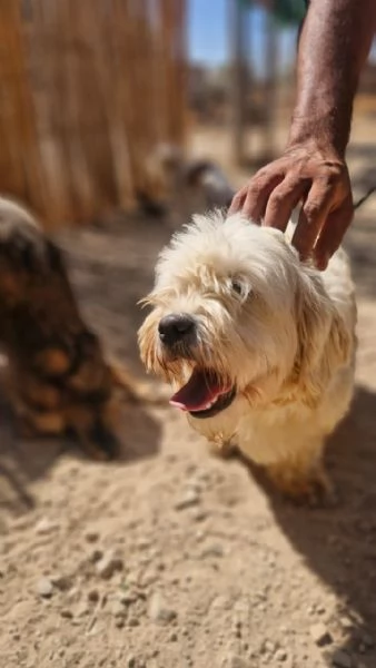 Snoopy, un tenero meticcio | Foto 3