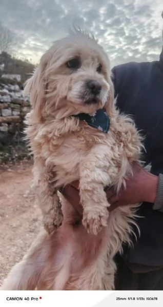 Snoopy, un tenero meticcio | Foto 2