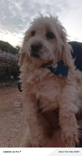 Snoopy, un tenero meticcio