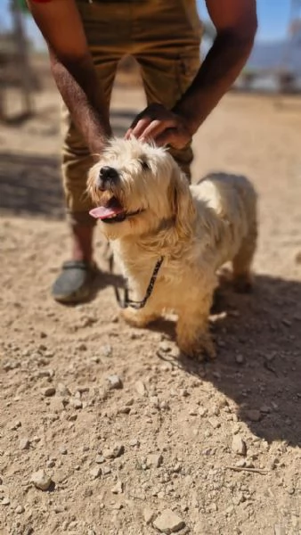 Snoopy, un tenero meticcio | Foto 1