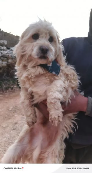 Snoopy, un tenero meticcio | Foto 0