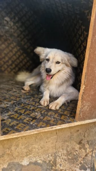 Yorgo, un tenero pelosetto | Foto 4