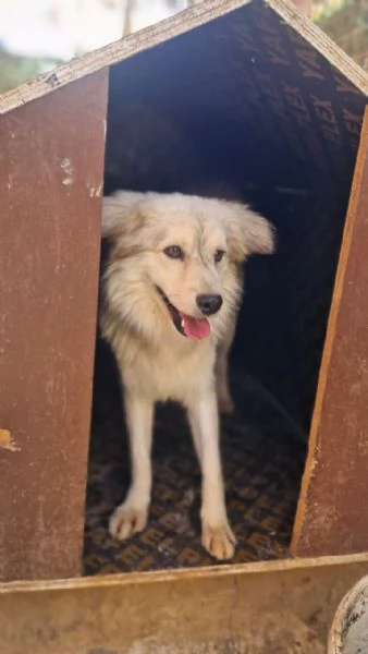 Yorgo, un tenero pelosetto | Foto 3