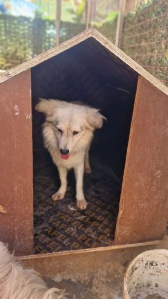 Yorgo, un tenero pelosetto | Foto 2