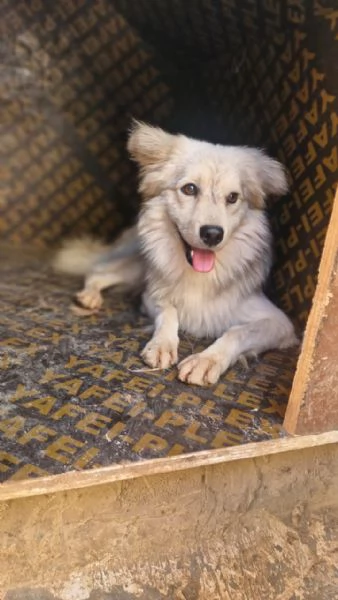 Yorgo, un tenero pelosetto