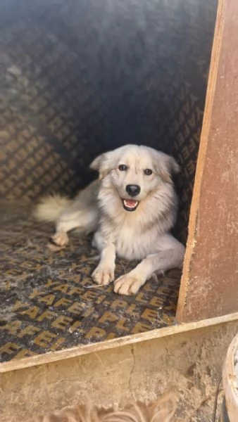 Yorgo, un tenero pelosetto | Foto 1