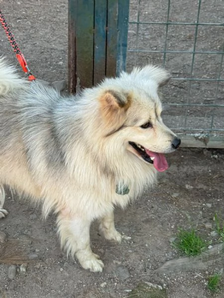 Yorgo, un tenero pelosetto | Foto 1
