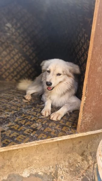 Yorgo, un tenero pelosetto | Foto 0