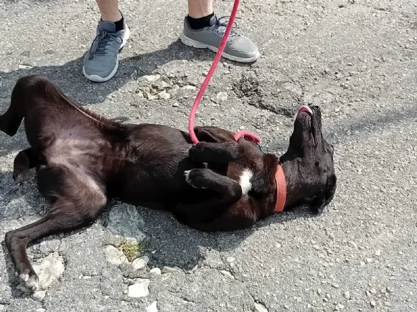 Lucy, simil Labrador tutta da amare | Foto 4