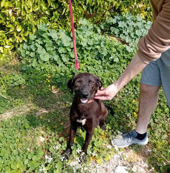 Lucy, simil Labrador tutta da amare