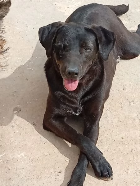 Lucy, simil Labrador tutta da amare