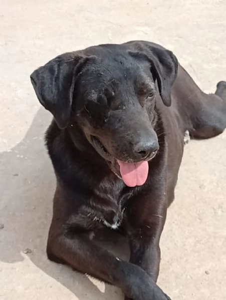 Lucy, simil Labrador tutta da amare | Foto 3