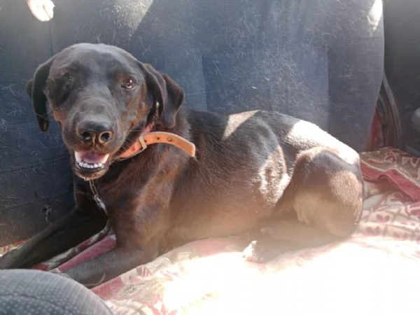 Lucy, simil Labrador tutta da amare | Foto 3