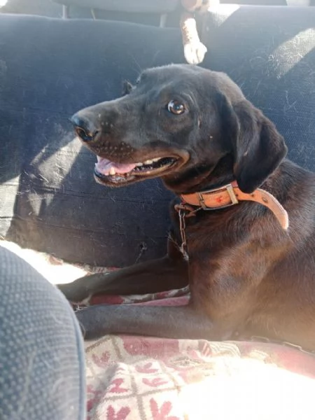 Lucy, simil Labrador tutta da amare | Foto 2