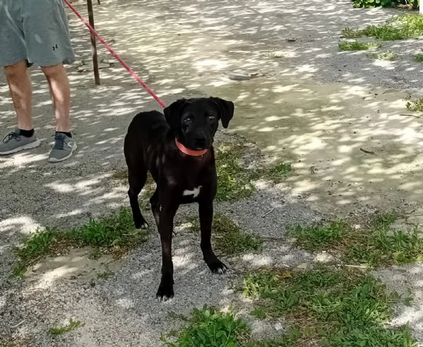 Lucy, simil Labrador tutta da amare | Foto 1