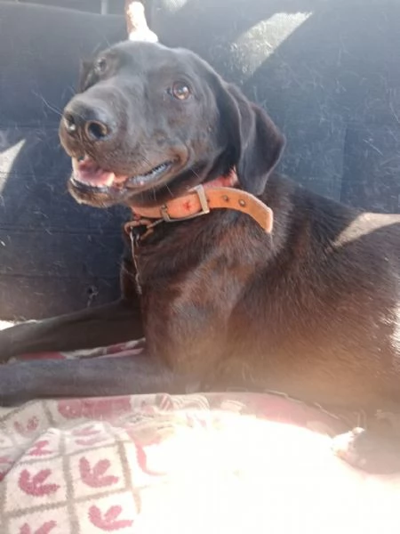 Lucy, simil Labrador tutta da amare | Foto 0