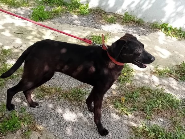 Lucy, simil Labrador tutta da amare | Foto 1