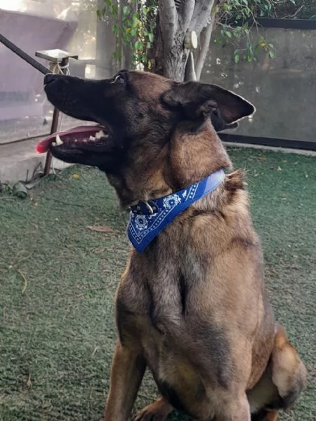 Akila, splendida Malinois dolce e giocherellona | Foto 4