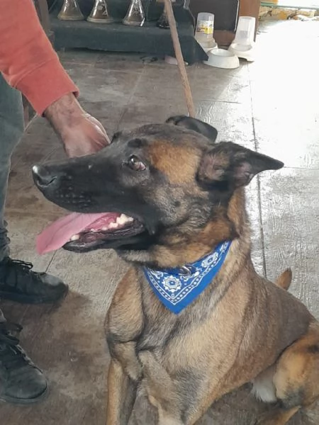Akila, splendida Malinois dolce e giocherellona | Foto 3