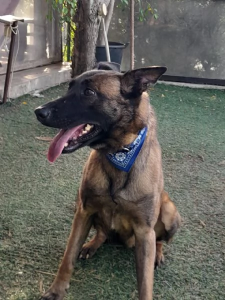 Akila, splendida Malinois dolce e giocherellona