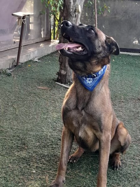 Akila, splendida Malinois dolce e giocherellona | Foto 2
