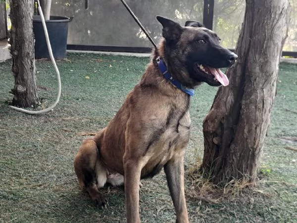 Akila, splendida Malinois dolce e giocherellona | Foto 1