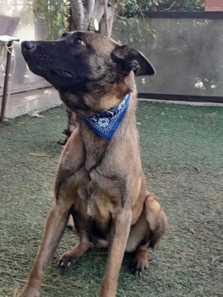 Akila, splendida Malinois dolce e giocherellona | Foto 0