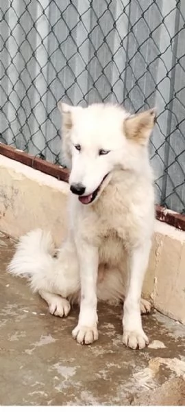 Donut, una dolcezza di Husky