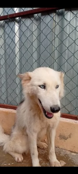 Donut, una dolcezza di Husky | Foto 6