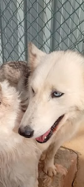 Donut, una dolcezza di Husky | Foto 5