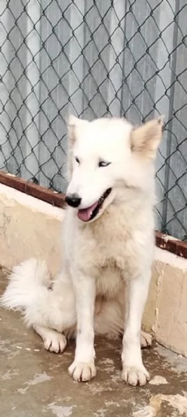 Donut, una dolcezza di Husky | Foto 4