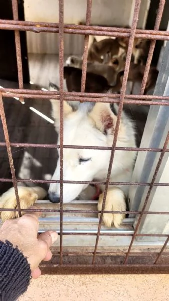 Donut, una dolcezza di Husky | Foto 3